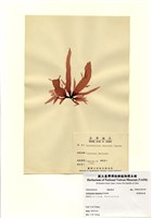 藏品(劍葉蜈蚣藻)的圖片